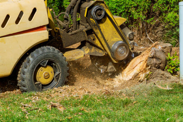 Dead Tree Removal in Bothell East, WA